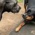 The Boys At It Again Cane Corso Vs Rottweiler
