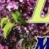 Lilak Lilac Сирень Music By Sergey Chekalin