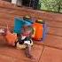 Baby Monkey Moon Has Trouble With The Toy Truck Monkey Babymonkey Cutemonkey Animals Toytruck