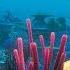 Paul Hardcastle Exploring The Deep
