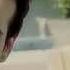 Kuzey Guney Supposed To Be