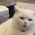 Aaaa Tututu Kucing Kucinglucu Kucingkampung