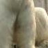 Kai Krasin The Polar Bear On Sunday Afternoon At Novosibirsk Zoo Russia