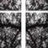 Melodium Kissing Disease