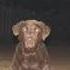 Nouns Dogs Slowed