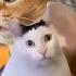 Story Of Undertale But It S All Cats Cat Memes Undertale