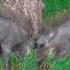 Wildlife Fights Fighting Wild Boars Warthog Fight Wildlife Animals Warthogs