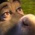 Shrek 2 Activity Center Donkey Voice Clips