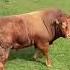 Bull Spots Cows And His Reaction Is Priceless
