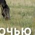 I WILL GO OUT INTO THE FIELD AT NIGHT WITH A HORSE The Whole Country Is Singing