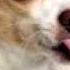 Tom S Dog With Lyrics
