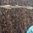 Final Simsim Harvest In An African Farm South Sudan Africa