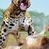 Jerry I Know You Re Hungry But Not Everything S Edible Wolfgame Wolf Animalshorts Wolfstory