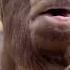 Ble Ble Goat Memes Viral