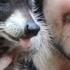 Rescuing Baby Raccoons How To Feed And Raise Coon Babies