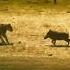 Wildlife Lion Vs Wild Boar Warthog Fighting With Lion Wildlife Animals Lion