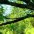Relaxing Celtic Music Spring Charm