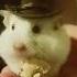 Cowboy Hamster