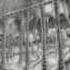 WOODELVES Hobbit 08 Mirkwood Forest Remix