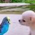 Beautiful Birds Funny Unconditional Friendship Love Colors Shorts