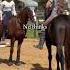 Horse Equestrianjourney Horseriding Horsegirl Equestrian Showjumping