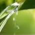 Relaxing Music Relaxing Hang Drum Mix Enigmatic