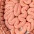 Intestines Slowed By Sitting Long Hours Animation Gut Health Human Anatomy Stomach AI Art 01