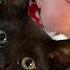 Kitten Caught On Baby Cam Sneaking Into Sister S Crib For A Snuggle The Dodo