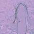 Rush Bacchus Plateau Short Version For KARAOKE From The Fountain Of Lamneth Suite