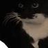 FNF Vs Maxwell The Cat Vs The Spinning Maxwell Friday Night Funkin