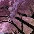 Cherry Blossom Road And Peaceful Relaxing Music