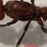 Ants Of The US Ep 4 Parasitic Formica CAREGUIDE