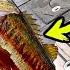 Why I COMPLETELY Regret Catching This Double Digit Bass