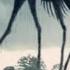 Country Giant Short