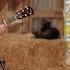 American Blonde Stuck In The Middle With You Stealers Wheel Cover