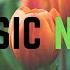 Colorful Flowers Tokyo Music Walker Chillhop No Copyright Music