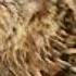 Batair Female Ki Awaz Batair Ki Awaz Quail Female Sounds Batair Ki Mix Awaz Quail Call
