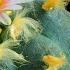Peyote The Cactus With Psychedelic Defenses
