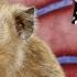 The Homegrown American Strain Of Ebola
