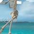 Tropical Skeleton Dance PS4 Dynamic Theme