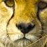 Baboon Troop Clash With Pack Of Cheetahs Serengeti BBC