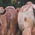 Vacas Lecheras