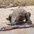 Komodo Dragon Gets Shocked By Electric Eel Animals Nature Wildlife