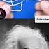 Sigma Brain Power ALBERT V3 Shorts Shortsfeed Viral Alberteinstein Physics Viraltimes