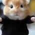 Hamster Motorcycle Dance Hamster Motorcycle Dance Animaldance Petdance
