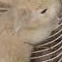OMG Saving A Screaming Baby Rabbit Catching A Screaming Baby Rabbit Bunny Making Noise Videos