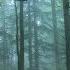 Celtic Sleep Music Elves Of The Mossy Woodlands Relaxing Soothing Peaceful 74