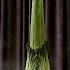 WATCH 10 Year Rare Corpse Flower Bloom And Wither
