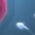 This Mineral 𝗜𝗻𝗰𝗿𝗲𝗮𝘀𝗲𝘀 𝗬𝗼𝘂𝗿 𝗟𝗶𝗯𝗶𝗱𝗼 Sperm Count
