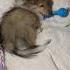 Таким я его забрала домой в ноябре 2024 собака шелти Sheltie Dog Puppy